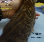 2019-01-29 Frodon - chat bengal (5)