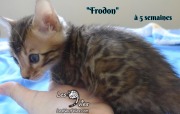 Frodon, chat bengal 2019-02-09 (4)