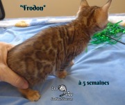 Frodon, chat bengal 2019-02-09 (5)