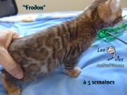 Frodon, chat bengal 2019-02-09 (6)