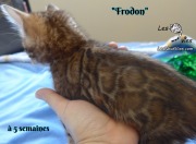Frodon, chat bengal 2019-02-09 (7)