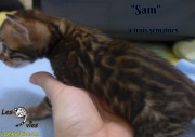 2019-01-25 Sam - chat bengal (2)