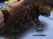 2019-01-25 Sam - chat bengal (3)