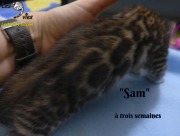 2019-01-25 Sam - chat bengal (4)