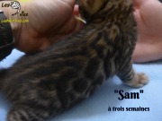 2019-01-25 Sam - chat bengal (5)