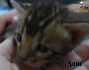 2019-01-25 Sam - chat bengal (7)