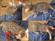 2019-03-27 chat bengal Sam - montage photo du chat bengal