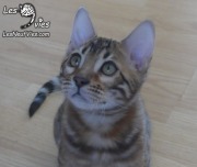 2019-04-07 chat bengal Sam (23)