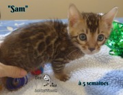 Sam, chat bengal 2019-02-09 (1)