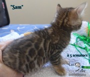 Sam, chat bengal 2019-02-09 (2)