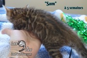 Sam, chat bengal 2019-02-09 (3)