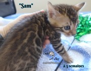 Sam, chat bengal 2019-02-09 (4)