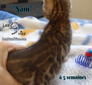 Sam, chat bengal 2019-02-09 (5)