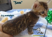 Sam, chat bengal 2019-02-09 (6)