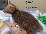 Sam, chat bengal 2019-02-09 (7)