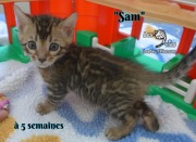 Sam, chat bengal 2019-02-09 (8)