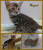 2021-10-03-27-mois-Black-Jack-chat-bengal-1