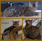 2021-10-03-27-mois-Black-Jack-chat-bengal-2