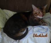 2021-10-03-27-mois-Black-Jack-chat-bengal-3