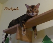 2021-10-03-27-mois-Black-Jack-chat-bengal-4