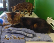 2021-10-03-27-mois-Black-Jack-chat-bengal-8