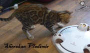 2017-08-26 Chat bengal Vladimir