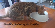 2017-09-25 Chat bengal Vladimir (1)