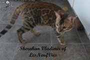 2017-09-25 Chat bengal Vladimir (10)
