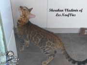 2017-09-25 Chat bengal Vladimir (11)