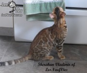2017-09-25 Chat bengal Vladimir (12)