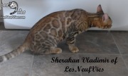 2017-09-25 Chat bengal Vladimir (13)