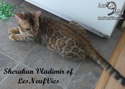 2017-09-25 Chat bengal Vladimir (14)