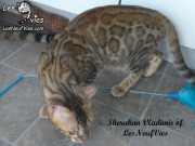 2017-09-25 Chat bengal Vladimir (15)