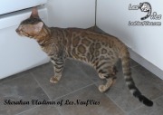 2017-09-25 Chat bengal Vladimir (16)