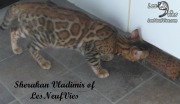 2017-09-25 Chat bengal Vladimir (17)