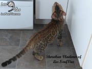 2017-09-25 Chat bengal Vladimir (18)