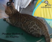 2017-09-25 Chat bengal Vladimir (19)