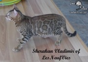 2017-09-25 Chat bengal Vladimir (2)