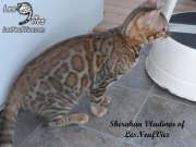 2017-09-25 Chat bengal Vladimir (20)