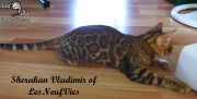 2017-09-25 Chat bengal Vladimir (21)