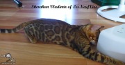 2017-09-25 Chat bengal Vladimir (22)