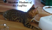 2017-09-25 Chat bengal Vladimir (23)