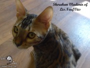 2017-09-25 Chat bengal Vladimir (24)