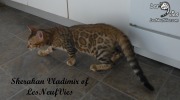 2017-09-25 Chat bengal Vladimir (25)
