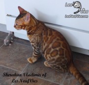 2017-09-25 Chat bengal Vladimir (26)