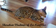 2017-09-25 Chat bengal Vladimir (27)