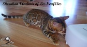 2017-09-25 Chat bengal Vladimir (28)