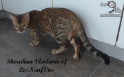 2017-09-25 Chat bengal Vladimir (3)