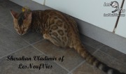 2017-09-25 Chat bengal Vladimir (4)