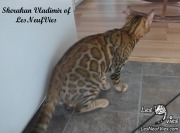 2017-09-25 Chat bengal Vladimir (5)
